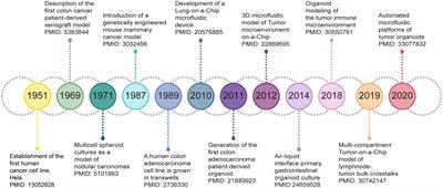 3D cancer models: One step closer to in vitro human studies